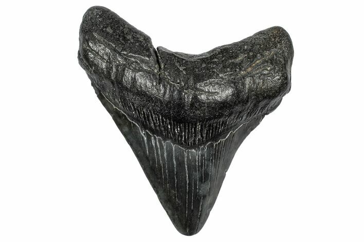 Fossil Megalodon Tooth - South Carolina #344635